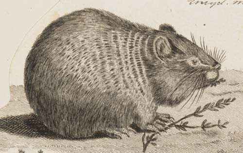 Редкие животные из Красной книги Алтайского края — список, характеристика и фото