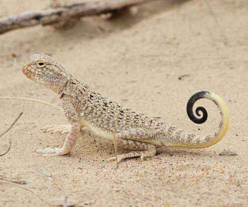 Редкие животные из Красной книги Алтайского края — список, характеристика и фото