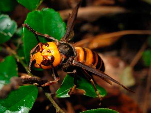 Какие насекомые смертельно опасные для человека - список, фото и описания