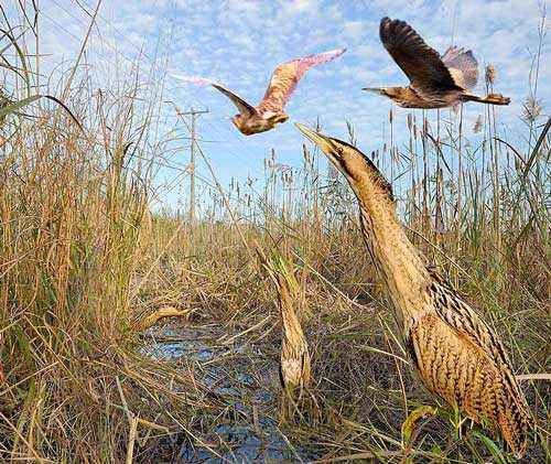 Редкие животные из Красной книги Забайкальского края — список, характеристика и фото