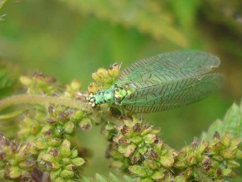 Животный мир Урала - список, характеристика и фото