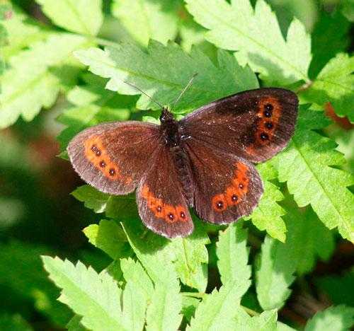Животный мир Камчатки - список, описание и фото