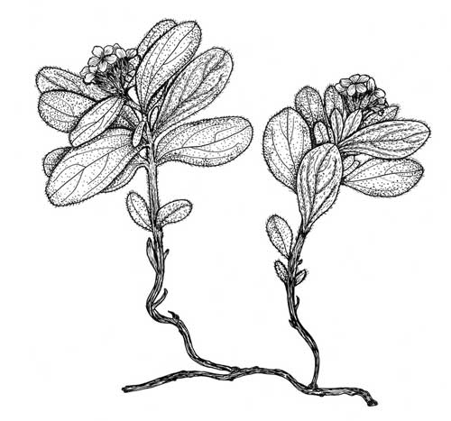 Редкие растения из Красной книги Приморского края — список, характеристика и фото