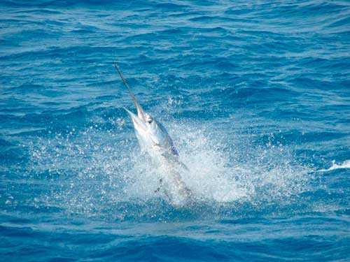 Географические особенности Атлантического океана — краткое описание