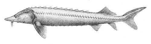 Какие виды рыб обитают в Черном море - названия, фото и характеристика