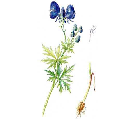 Редкие растения из Красной книги Красноярского края — список, характеристика и фото