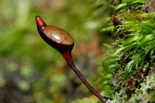 Редкие растения из Красной книги Красноярского края — список, характеристика и фото