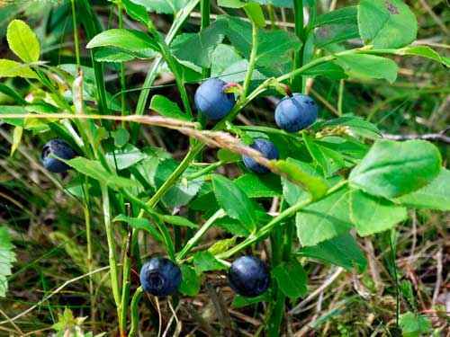 Растительный мир Свердловской области - список, характеристика и фото