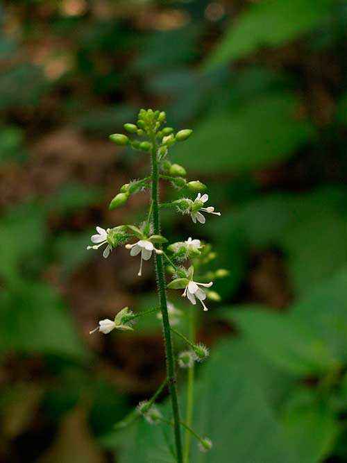 Редкие растения из Красной книги Забайкальского края — список, характеристика и фото