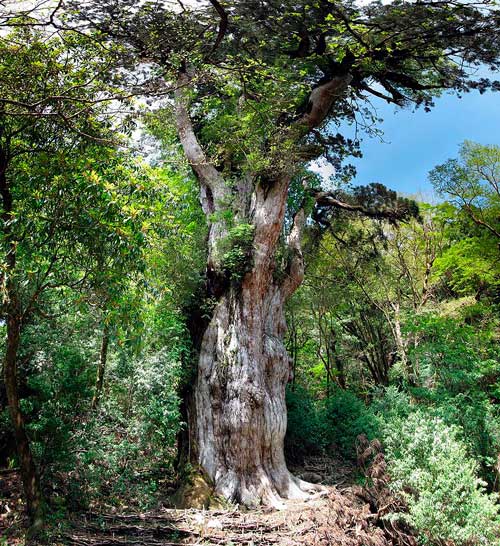 Какие деревья самые древние на Земле - список, характеристика и фото