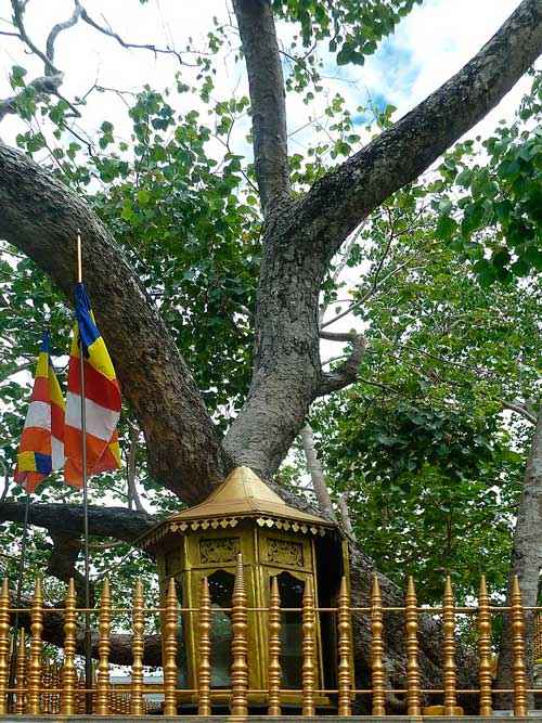 Какие деревья самые древние на Земле - список, характеристика и фото