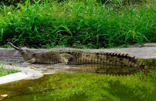 Какие виды крокодилов самые крупные на Земле - список, характеристика и фото