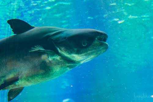 Какие виды пресноводных рыб крупнейшие в мире - список, характеристика и фото