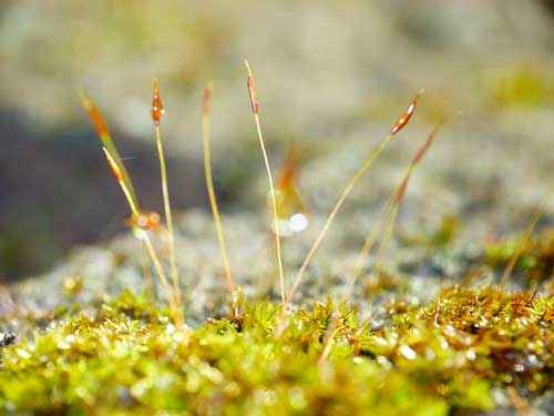 Редкие растения из Красной книги Приморского края — список, характеристика и фото