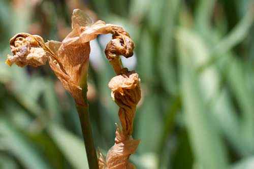 Редкие растения из Красной книги Алтайского края — список, характеристика и фото