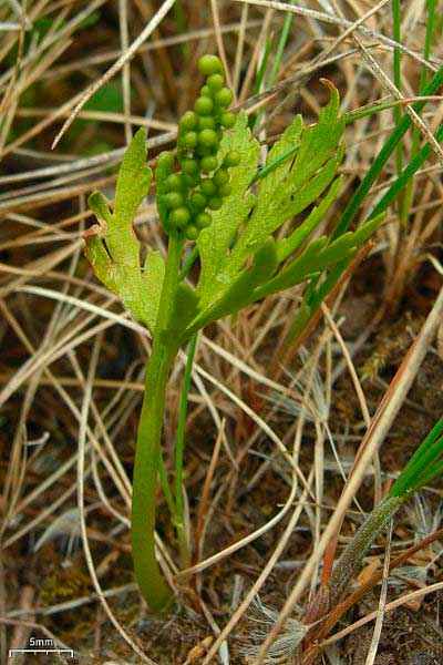 Редкие растения из Красной книги Приморского края — список, характеристика и фото