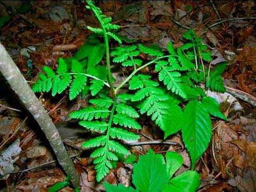 Редкие растения из Красной книги Алтайского края — список, характеристика и фото