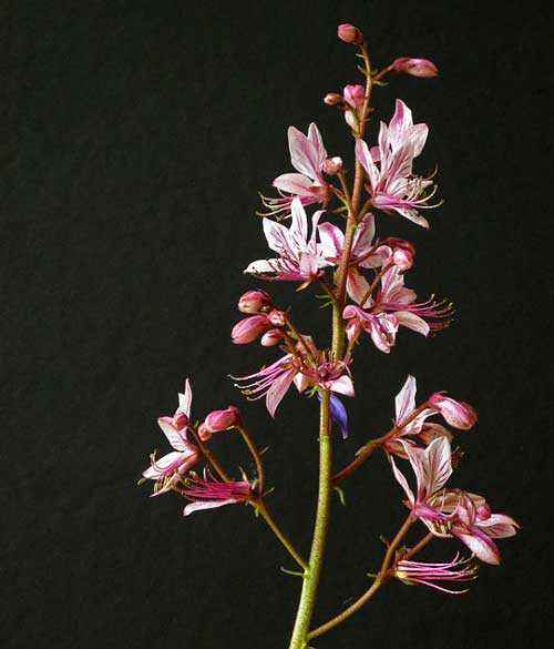 Редкие растения из Красной книги Забайкальского края — список, характеристика и фото