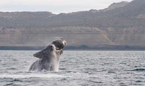Какие виды китов крупнейшие на Земле - размеры, описание и фото