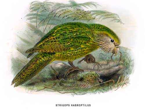 Животный мир Новой Зеландии - фото и характеристика