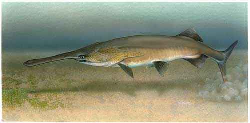 Какие виды пресноводных рыб крупнейшие в мире - список, характеристика и фото