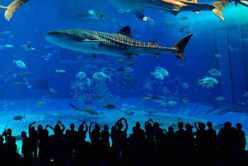 Какие виды рыб самые крупные на Земле - список, фото и характеристика