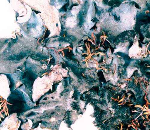 Редкие растения из Красной книги Алтайского края — список, характеристика и фото