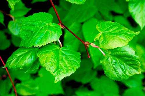 Редкие растения из Красной книги Алтайского края — список, характеристика и фото