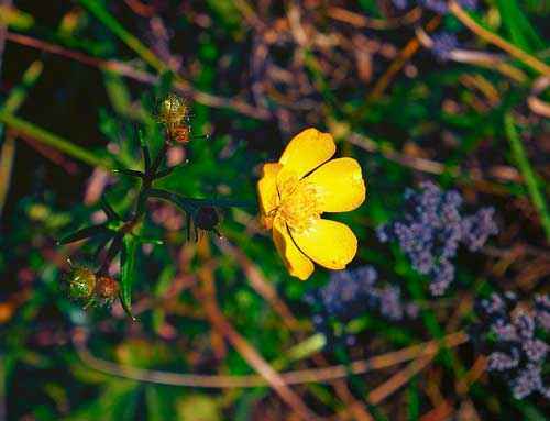 Растительный мир Свердловской области - список, характеристика и фото