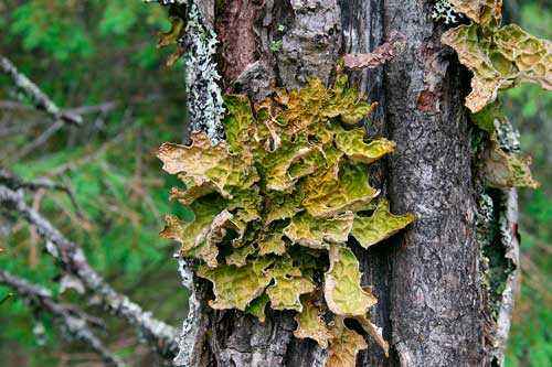 Редкие растения из Красной книги Забайкальского края — список, характеристика и фото