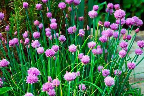 Растительный мир Свердловской области - список, характеристика и фото