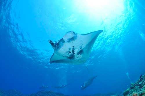 Какие виды рыб самые крупные на Земле - список, фото и характеристика