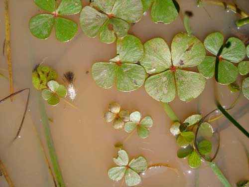 Редкие растения из Красной книги Алтайского края — список, характеристика и фото