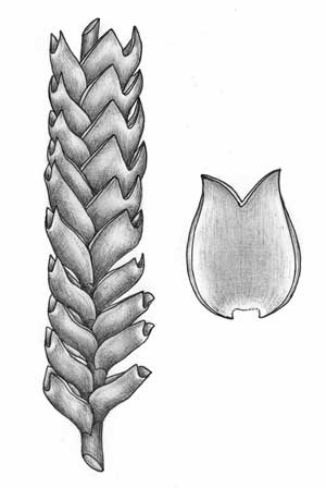 Редкие растения из Красной книги Приморского края — список, характеристика и фото