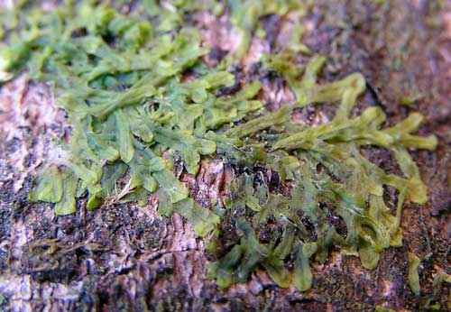 Редкие растения из Красной книги Красноярского края — список, характеристика и фото