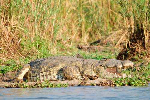 Какие виды крокодилов самые крупные на Земле - список, характеристика и фото