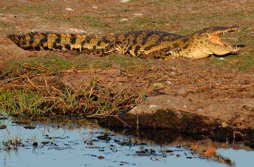 Какие виды крокодилов самые крупные на Земле - список, характеристика и фото