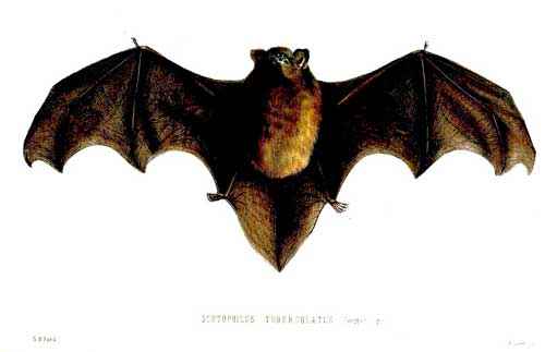 Животный мир Новой Зеландии - фото и характеристика