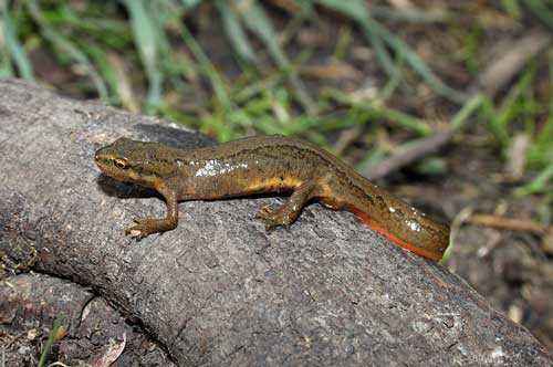 Животный мир Свердловской области - список, характеристика и фото