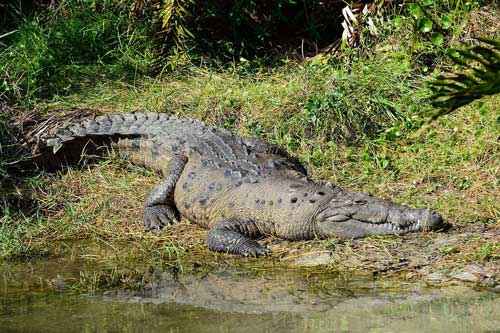 Какие виды крокодилов самые крупные на Земле - список, характеристика и фото