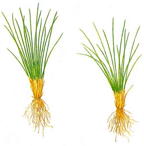 Редкие растения из Красной книги Приморского края — список, характеристика и фото