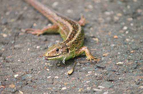 Животный мир Свердловской области - список, характеристика и фото