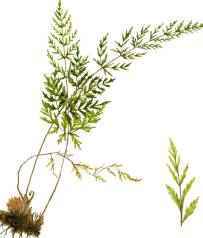 Редкие растения из Красной книги Алтайского края — список, характеристика и фото