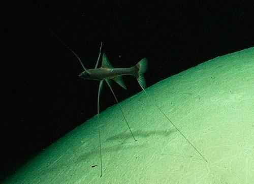 Какие организмы живут в глубинах Марианской впадины?