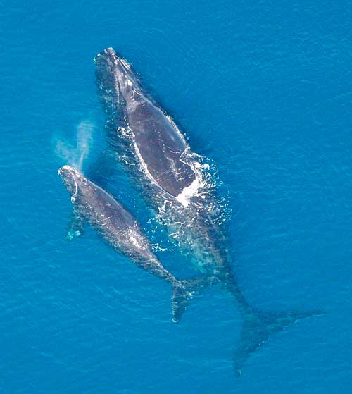 Какие виды китов крупнейшие на Земле - размеры, описание и фото
