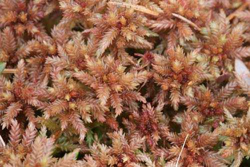 Редкие растения из Красной книги Алтайского края — список, характеристика и фото