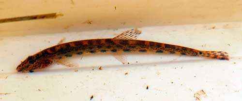 Животный мир Свердловской области - список, характеристика и фото