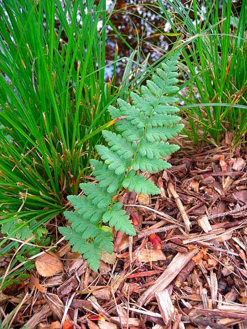 Редкие растения из Красной книги Красноярского края — список, характеристика и фото