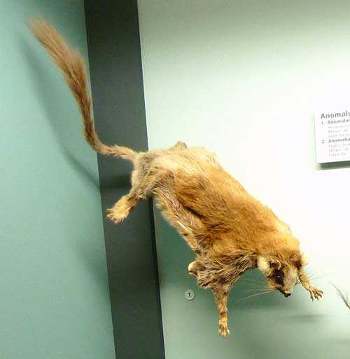 Млекопитающие, которые умеют летать или планировать - виды, фото и характеристика