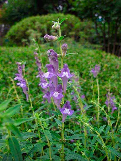 Редкие растения из Красной книги Забайкальского края — список, характеристика и фото